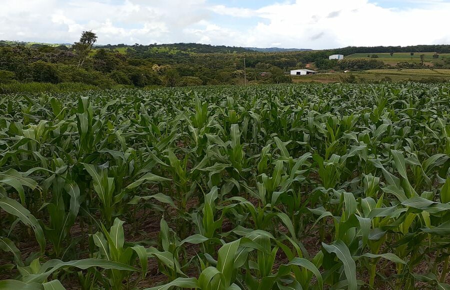 Emater vende sementes de milho a preços acessíveis para agricultura familiar