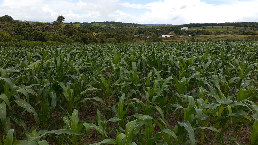 Emater vende sementes de milho a preços acessíveis para agricultura familiar