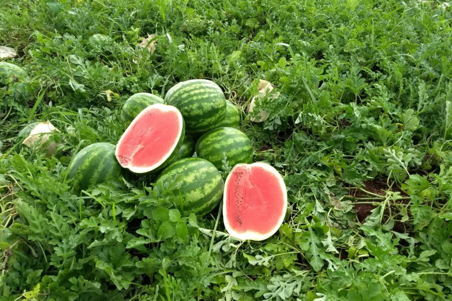 Produção goiana de melancia cresce 23,5%, destaca boletim Agro em Dados