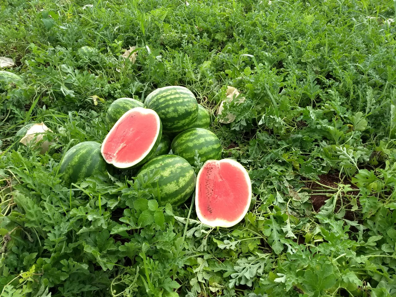 Produção goiana de melancia cresce 23,5%, destaca boletim Agro em Dados