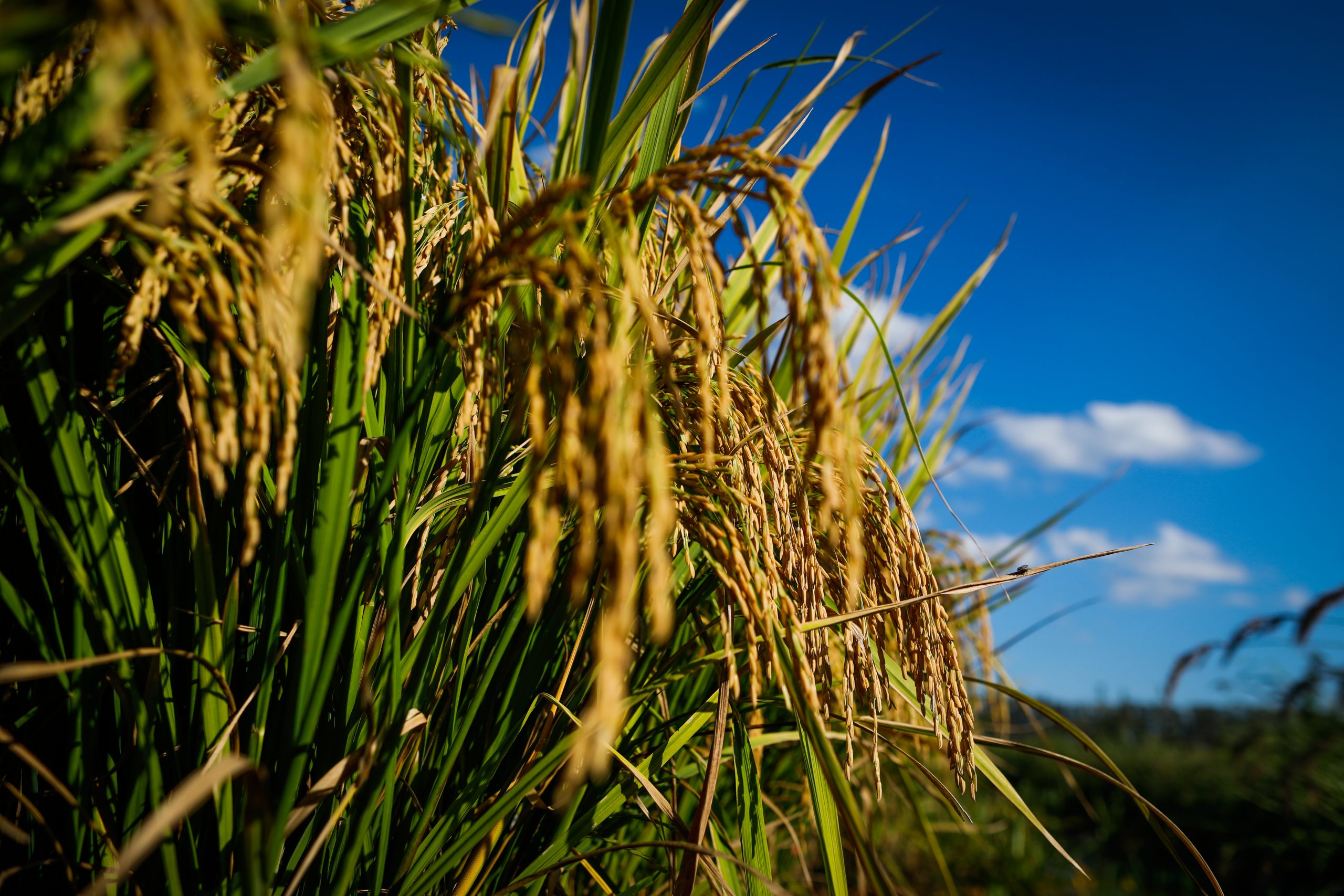 Exportação de arroz cresce 82,6% em Goiás