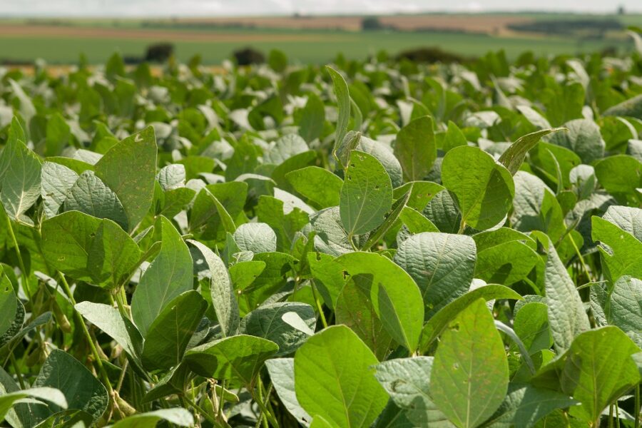 Agrodefesa alerta para o prazo final de semeadura da soja em Goiás