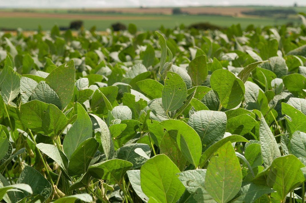 Agrodefesa alerta para o prazo final de semeadura da soja em Goiás