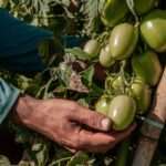 Goiás assume liderança isolada na produção de tomate no país