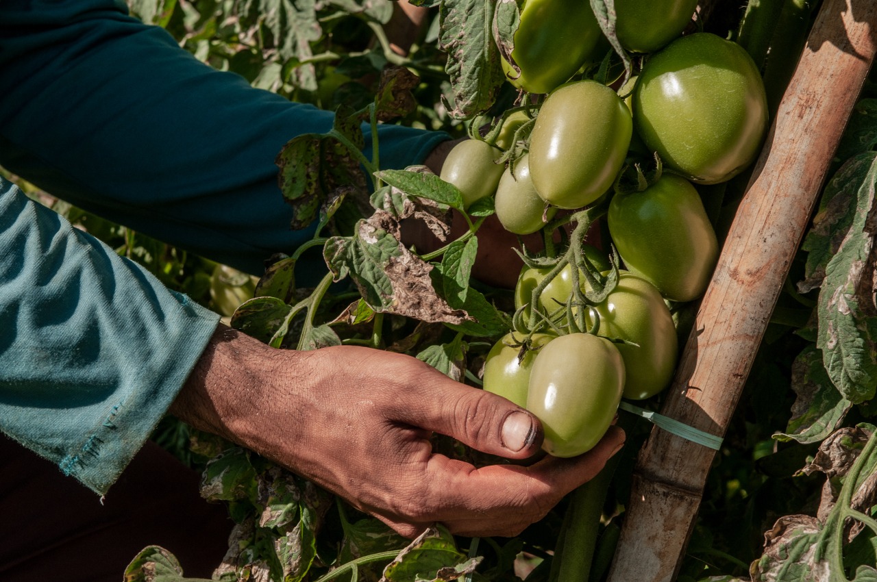 Goiás assume liderança isolada na produção de tomate no país