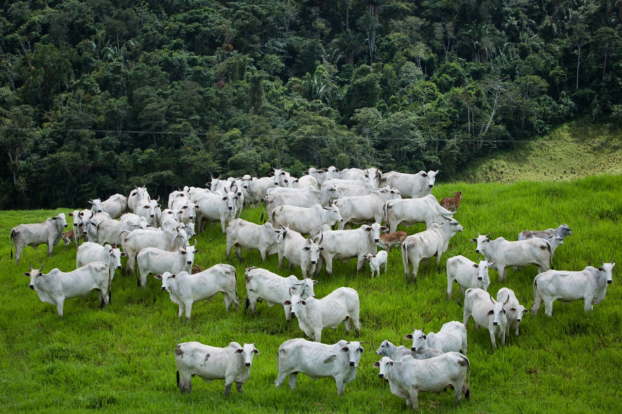 Goiás detém 3º maior rebanho bovino rastreado para União Europeia