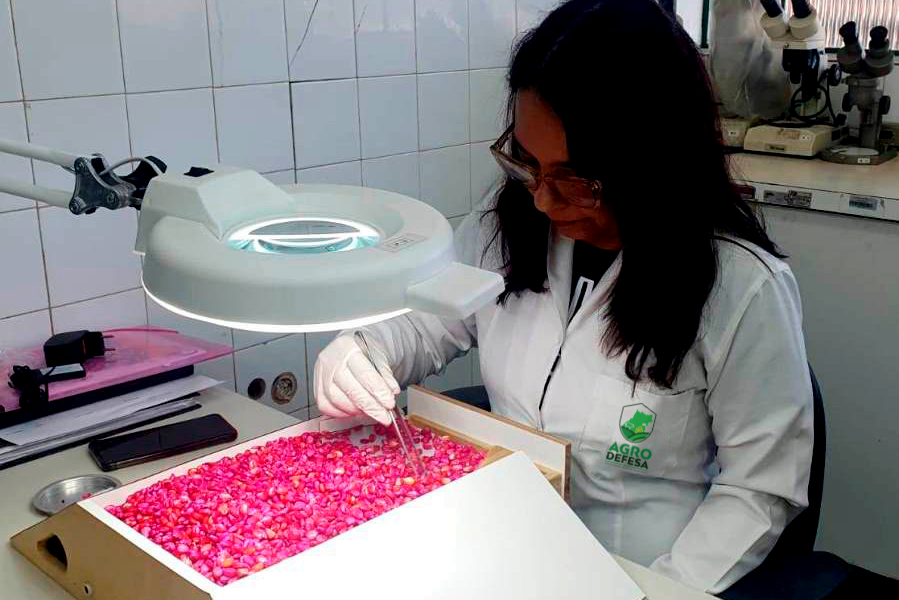 Agrodefesa alerta para novas normas sobre produção, comércio e uso de sementes