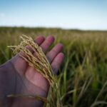 Produção de arroz e feijão deve crescer em Goiás