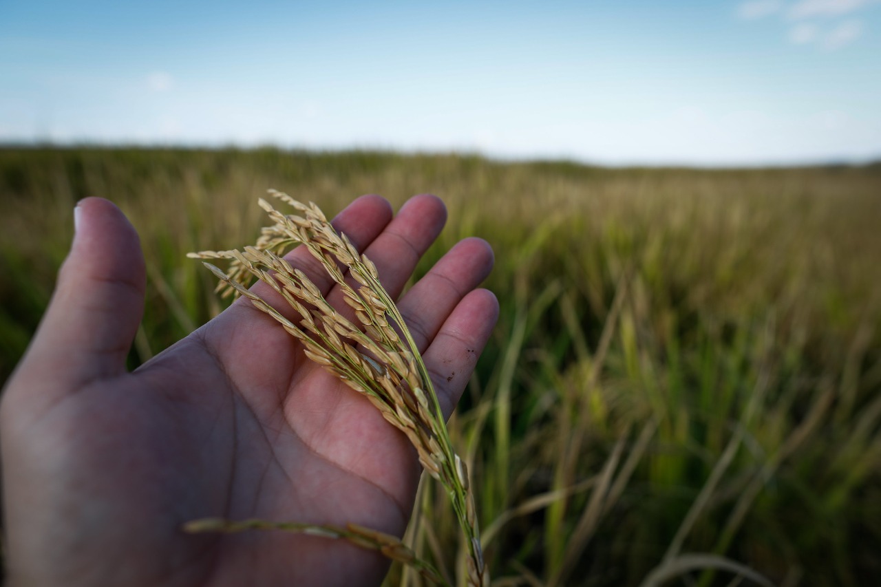 Produção de arroz e feijão deve crescer em Goiás