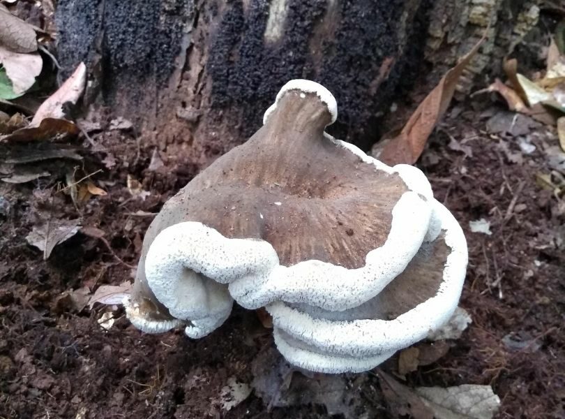 Pesquisadores da UEG descobrem novas espécies de cogumelo e bolor