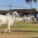 Entidades promotoras de eventos pecuários devem ter registro na Agrodefesa