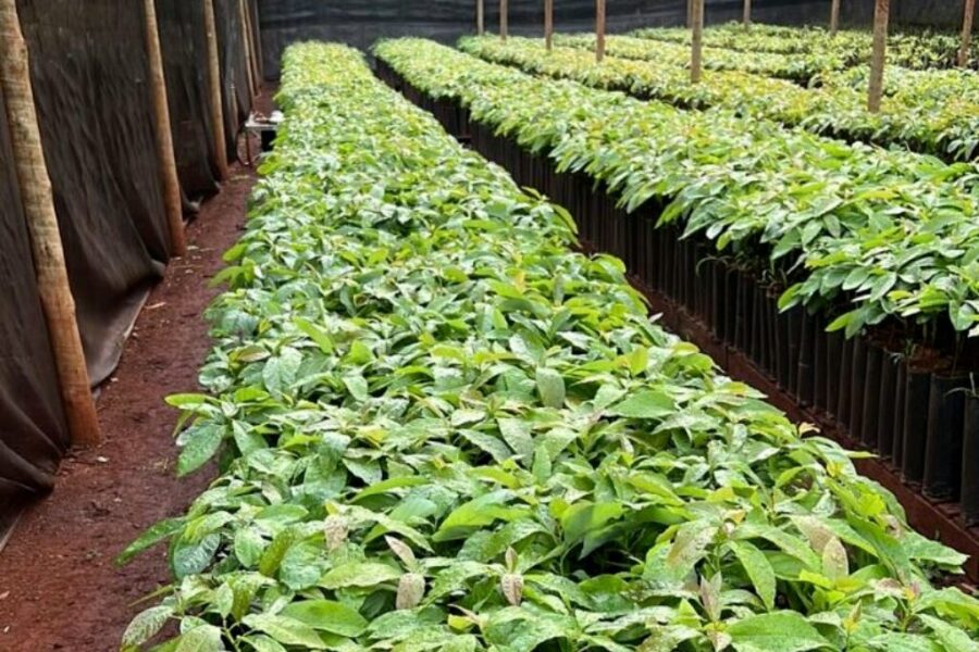 Sudoeste goiano deve se tornar referência em fruticultura