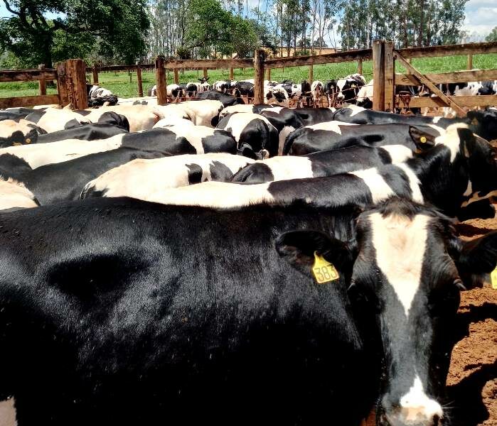 Agrodefesa certifica fazendas como livres de brucelose e tuberculose