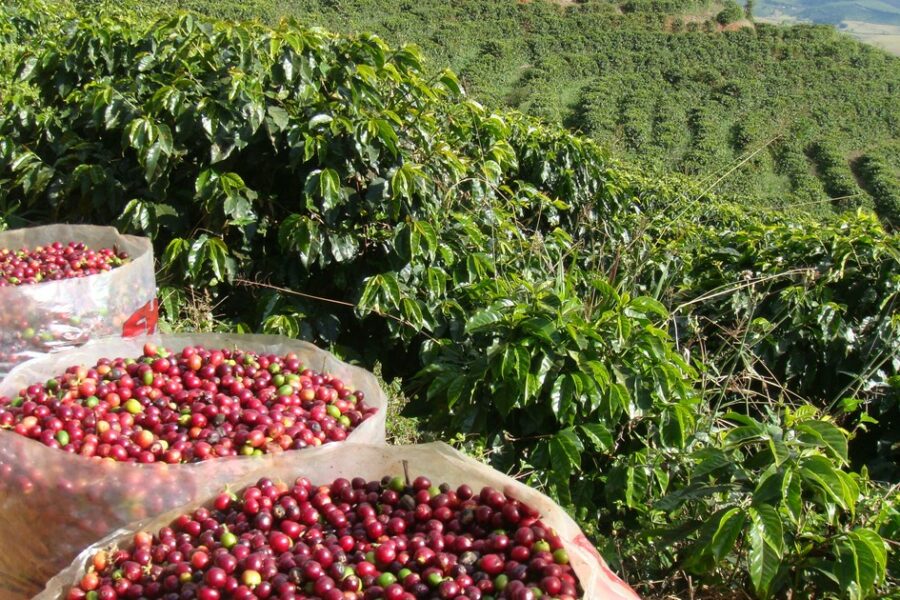 Produção goiana de café deve crescer 19,9% na safra 2021/2022
