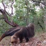 Pesquisadores monitoraram fauna silvestre em cinco municípios