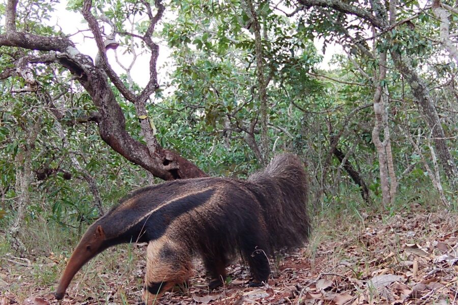 Pesquisadores monitoraram fauna silvestre em cinco municípios