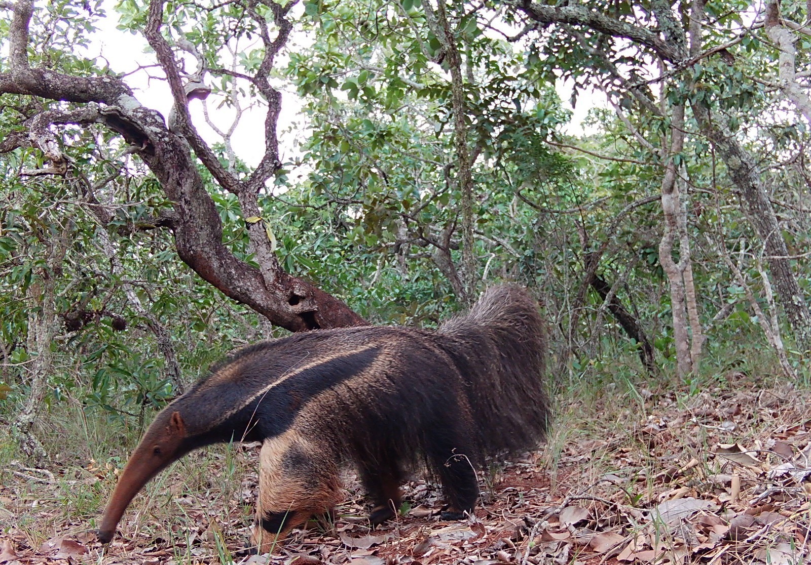 Pesquisadores monitoraram fauna silvestre em cinco municípios