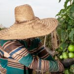 Agro goiano está entre os que mais criaram empregos em 2022