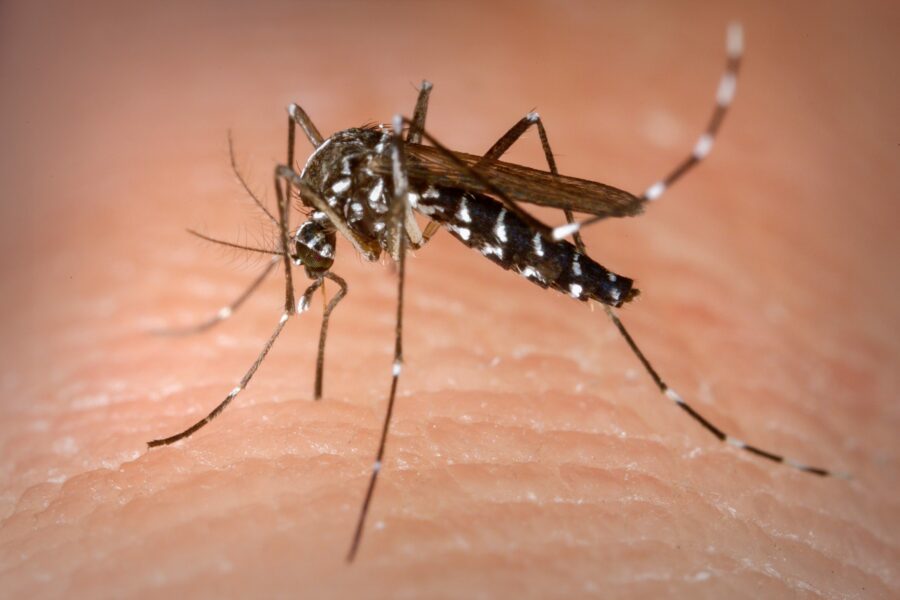 Vistoria de casas é medida fundamental para conter o Aedes aegypti