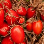 Valor Bruto da Produção de tomate em Goiás deve crescer 45,1% em 2023