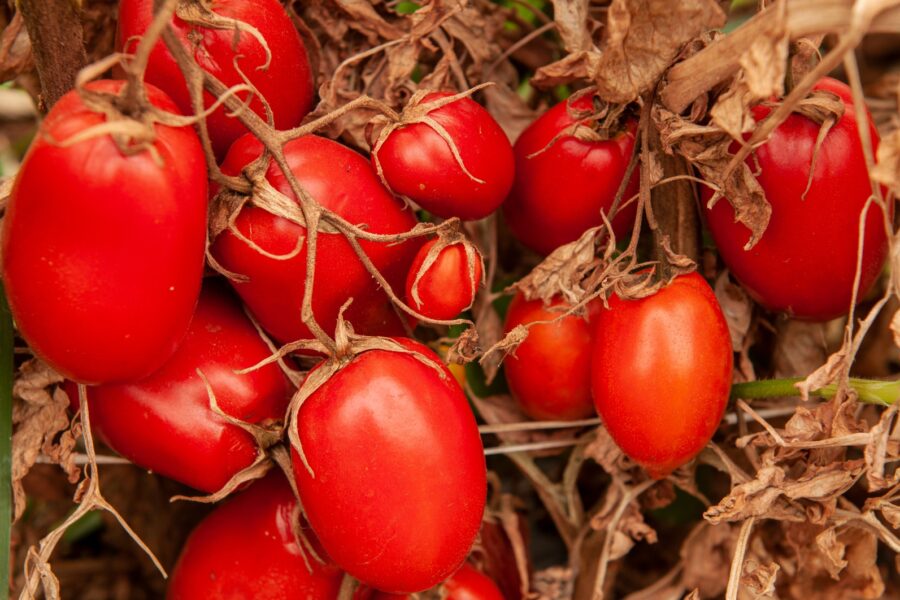 Valor Bruto da Produção de tomate em Goiás deve crescer 45,1% em 2023