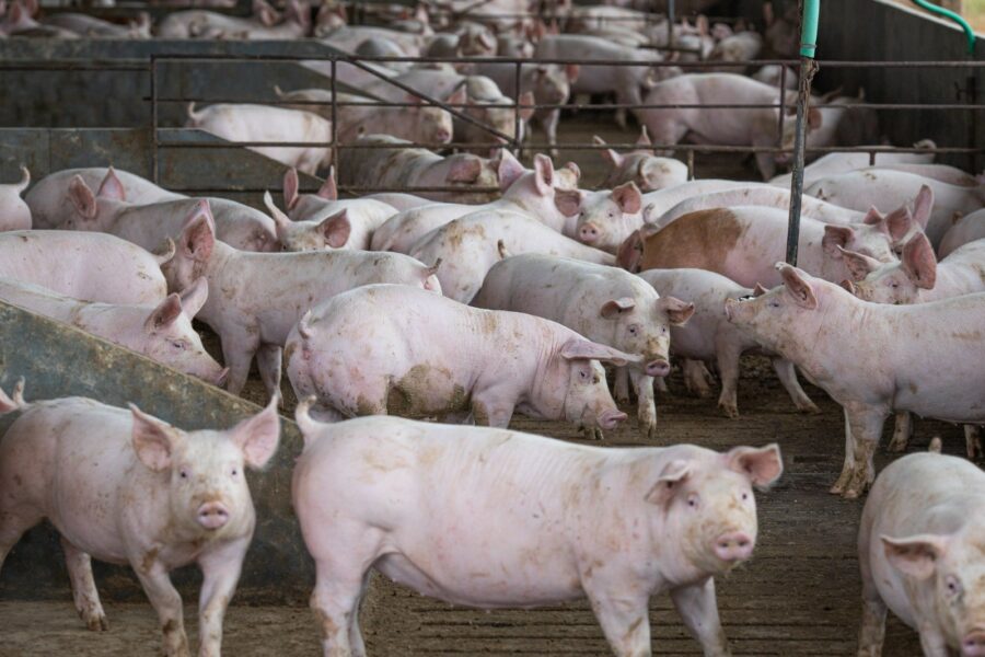 Goiás bate recorde nos abates de suínos e frangos em 2022