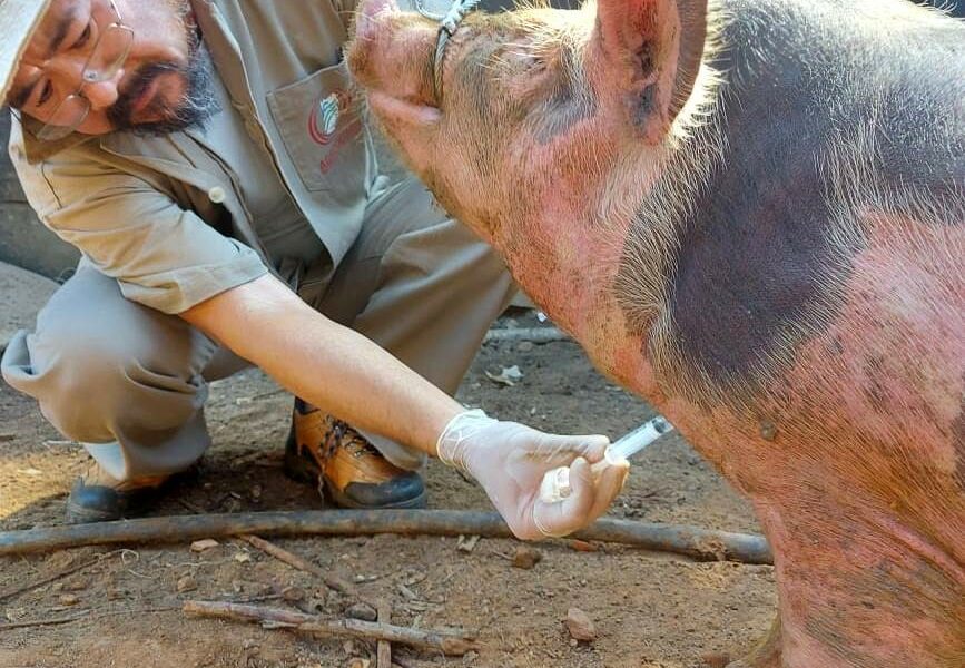 Agrodefesa inicia novo levantamento para vigilância de doenças dos suídeos