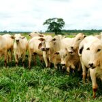 Estado espera o rápido restabelecimento das exportações de carne