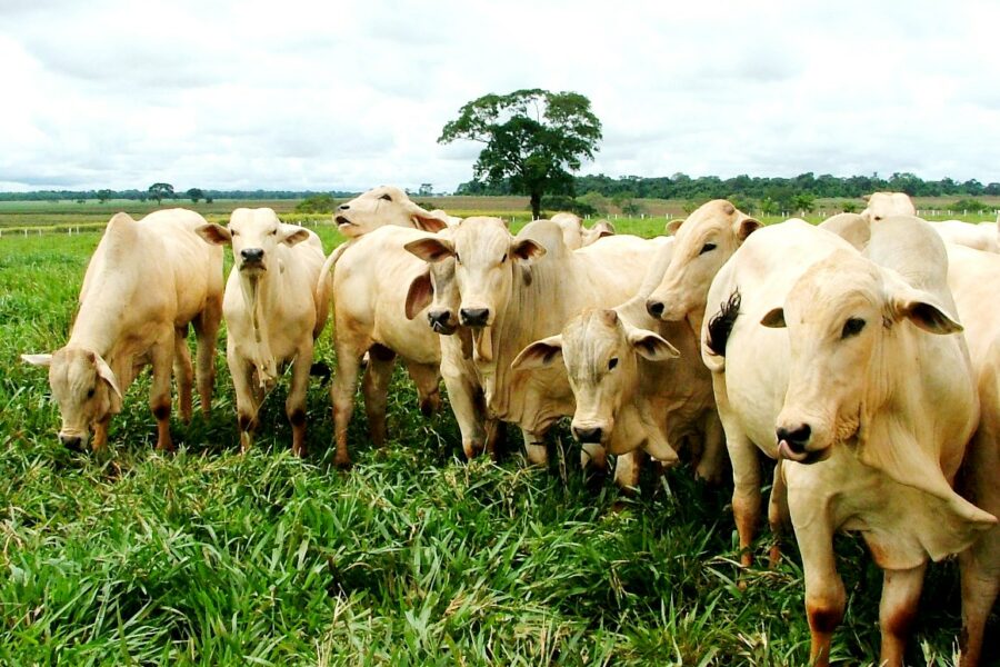 Estado espera o rápido restabelecimento das exportações de carne