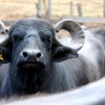 Justiça suspende liminar que impede doação de búfalos em terra Kalunga