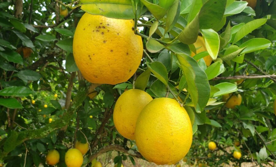 Agrodefesa atualiza lista de municípios com praga dos citros