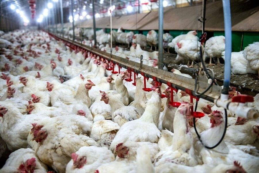 Agrodefesa adota novas medidas sanitárias para prevenção da gripe aviária