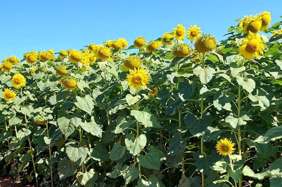 Prazo para semeadura do girassol vai até 31 de março