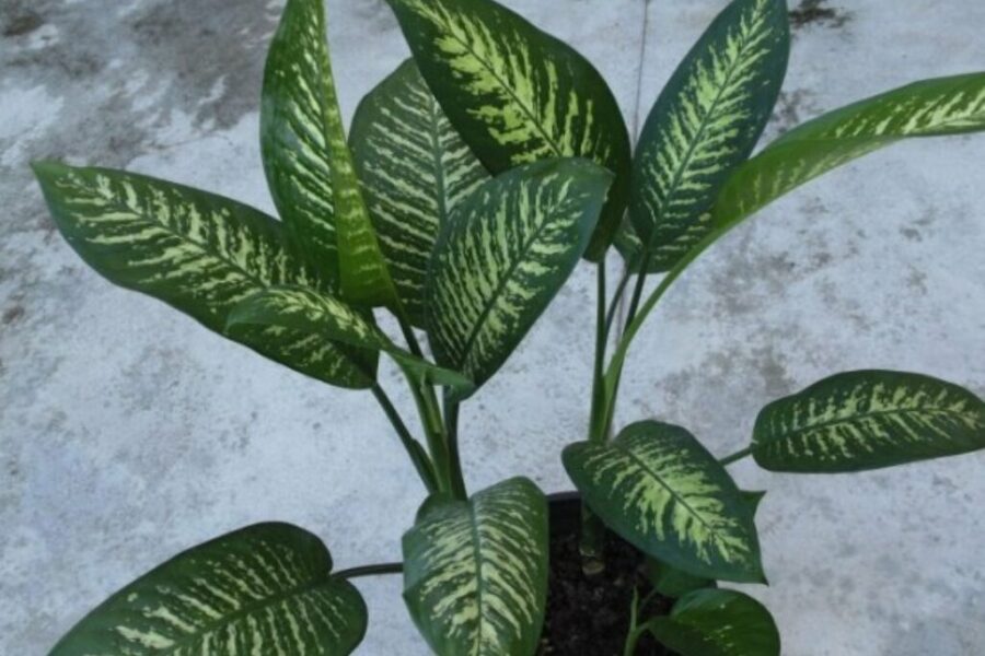 Saúde alerta para casos de intoxicação de crianças por plantas