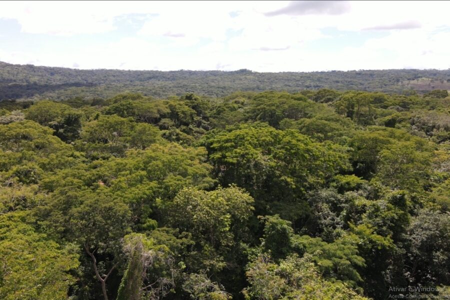 Parques Altamiro e João Leite recebem mais de 1,6 milhão de mudas nativas