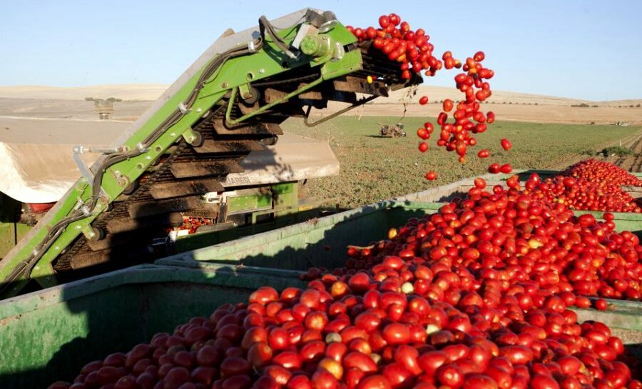 Agrodefesa alerta produtores para período de transplantio de mudas de tomate