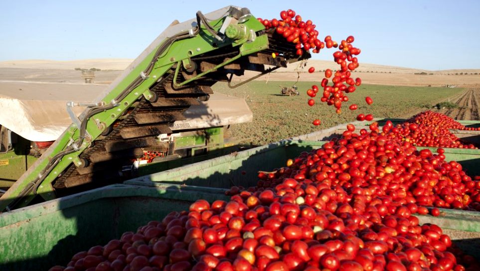 Agrodefesa alerta produtores para período de transplantio de mudas de tomate