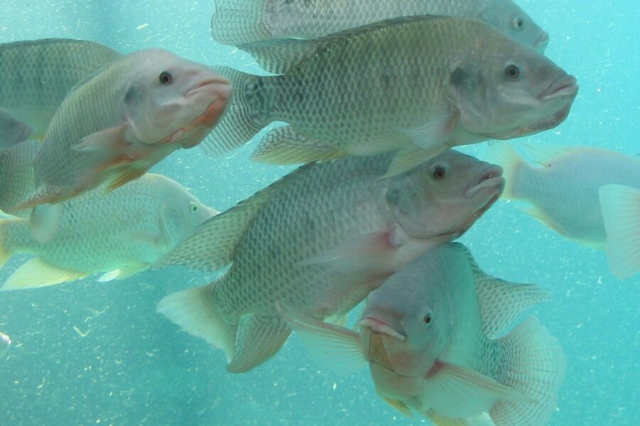 Caiado participa de reuniões com ministros da Saúde e de Pesca e Aquicultura