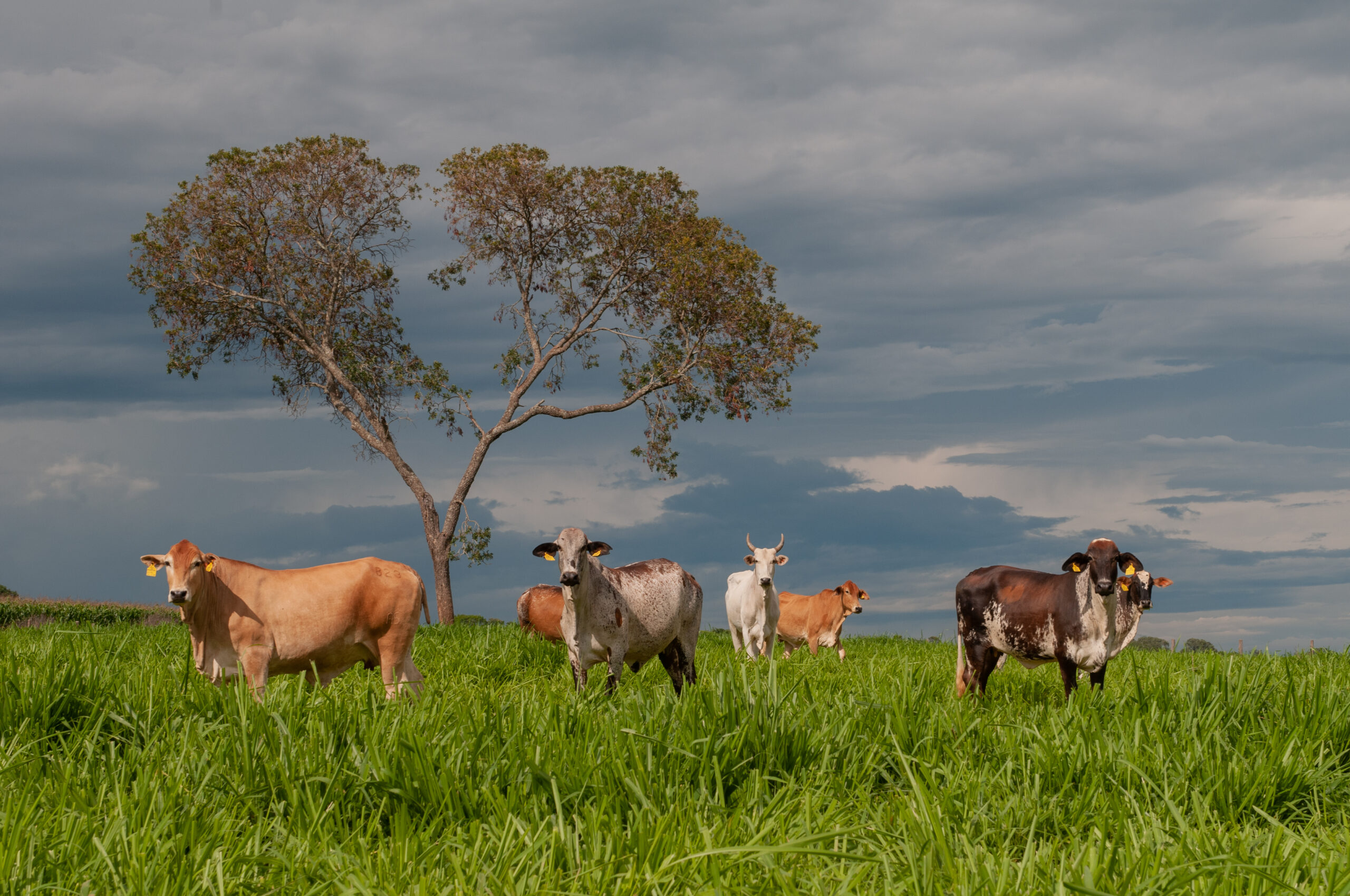 FCO Rural aprova R$ 16,8 milhões para pecuária e produção de grãos