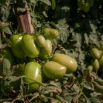 Goiás deve responder por quase um terço da produção brasileira de tomate