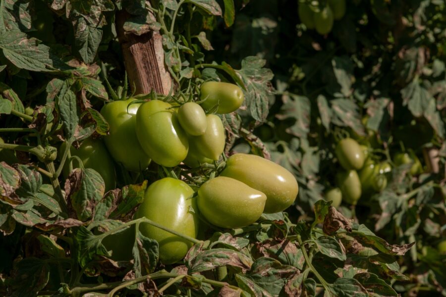 Goiás deve responder por quase um terço da produção brasileira de tomate