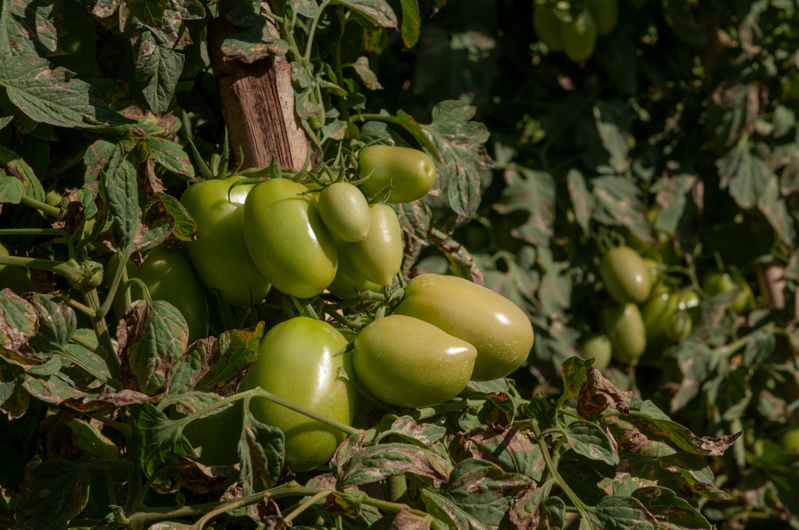 Goiás deve responder por quase um terço da produção brasileira de tomate