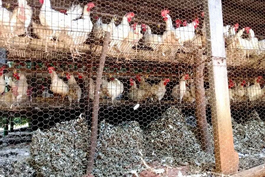 Movimentação de resíduos aviários precisa de emissão de Certificado de Inspeção Sanitária