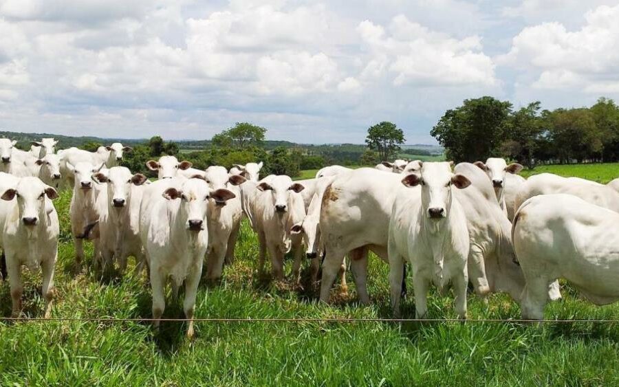 Prazo para vacinação do rebanho contra a raiva termina dia 31