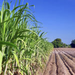 Agro em Dados destaca aumento da produção de cana em Goiás