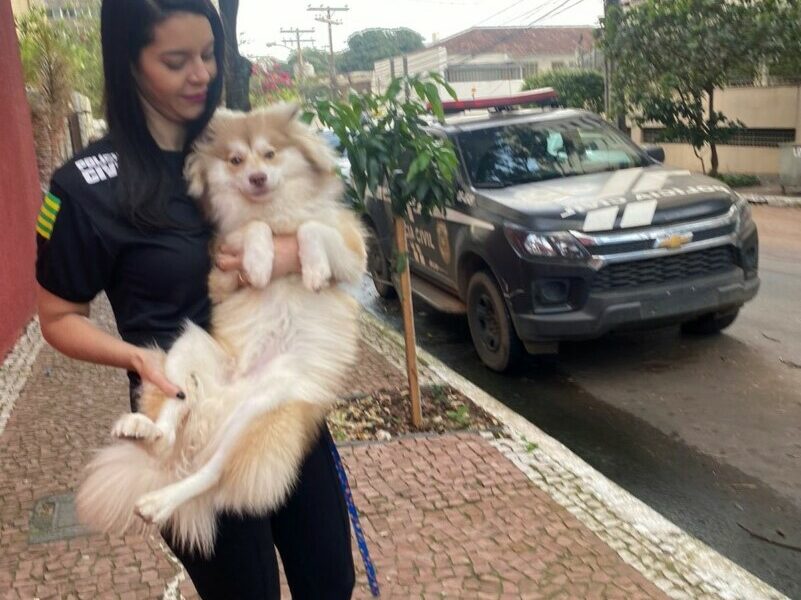 Polícia resgata cão agredido pelo tutor no prédio onde mora