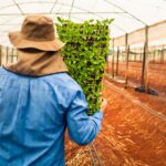 Goiás é líder no Centro-Oeste e segundo no país na geração de empregos no agro