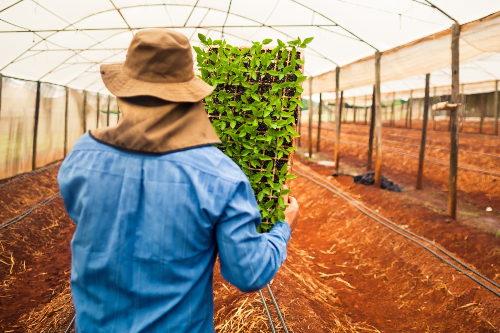 Goiás é líder no Centro-Oeste e segundo no país na geração de empregos no agro