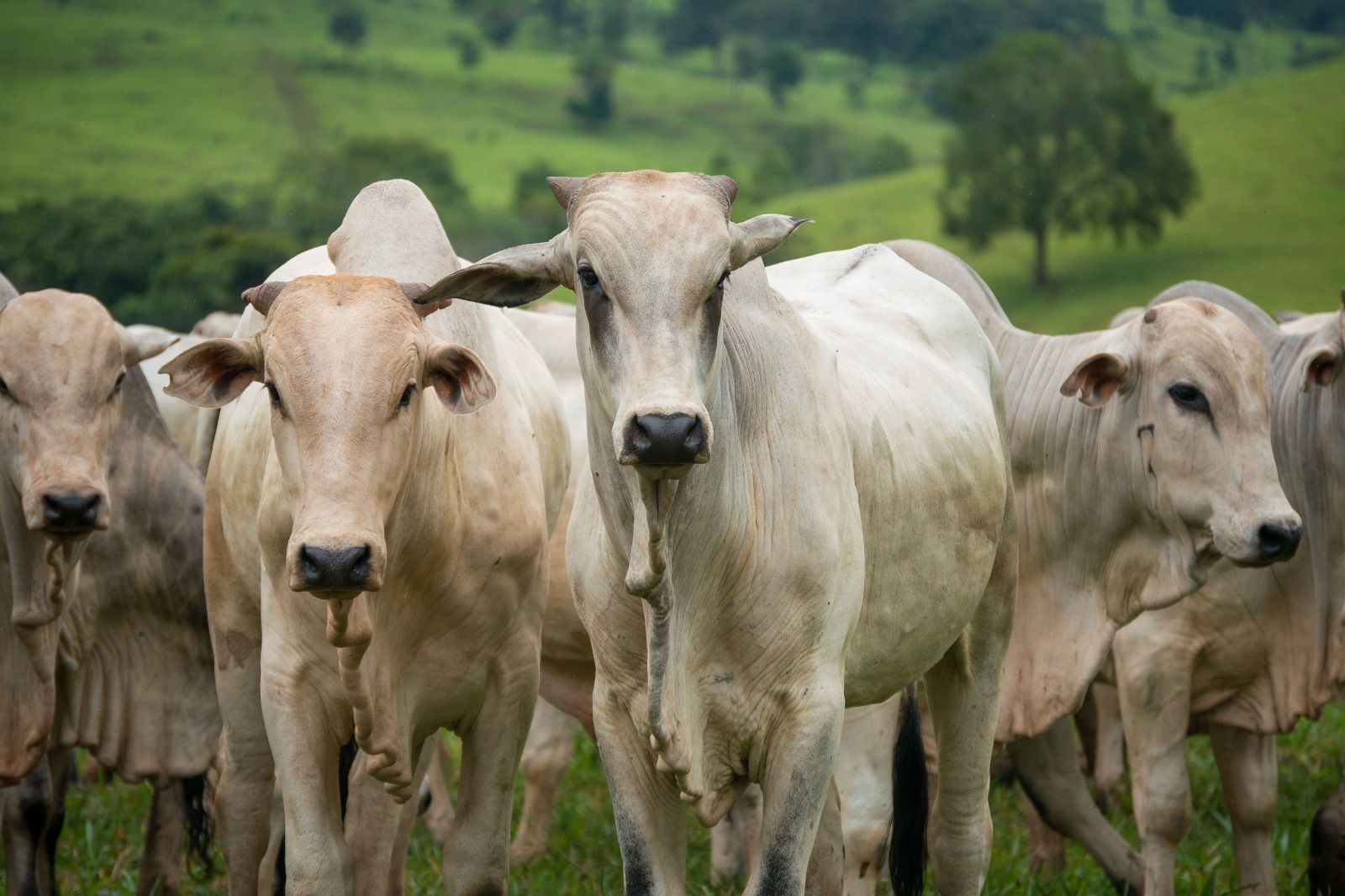 Autorizados R$ 66,4 milhões em financiamentos do FCO Rural em Goiás