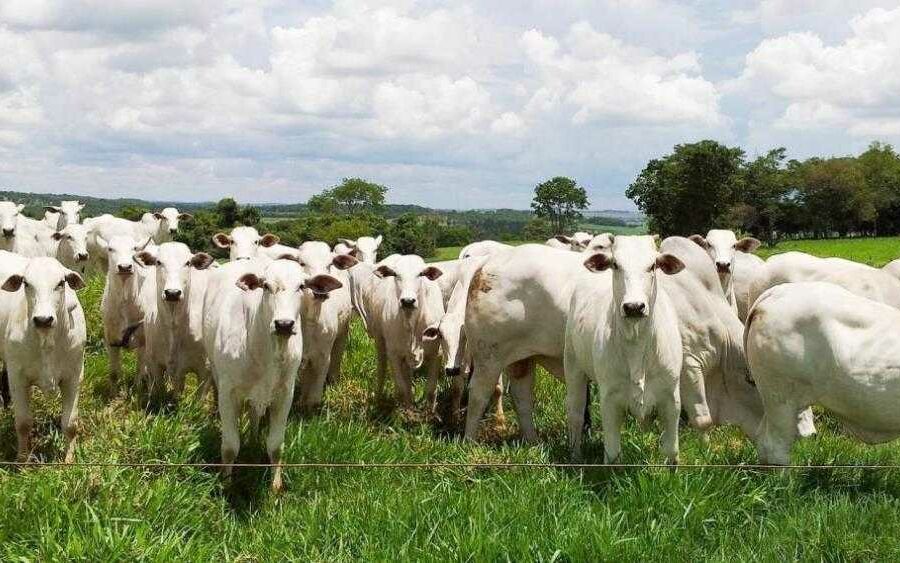 Governo alerta para obrigatoriedade da declaração de rebanhos e vacinação contra raiva
